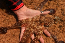Heather Ylitalo-Ward ’06 cradles an octopus. 